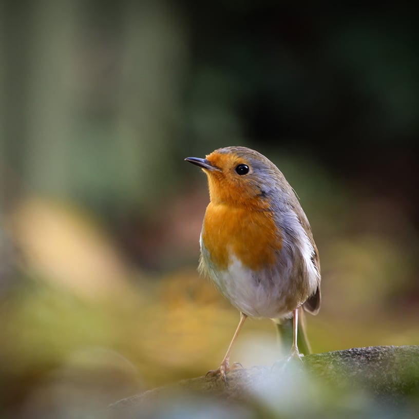 La vision chez les animaux